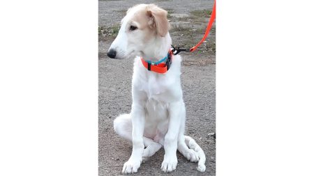 From Meme to Reality – Crypto Project Pioneers Innovative Real-Life Dog Rescue And Community Ownership